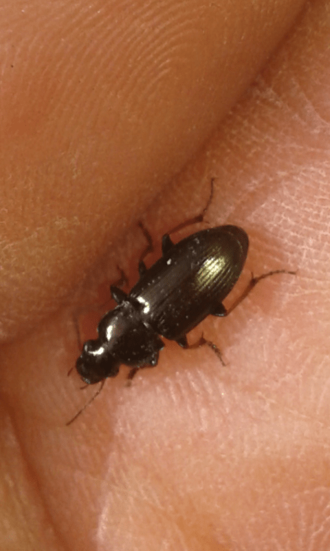 Carabidae : Harpalus sp.?  S, Harpalus cfr.  distinguendus